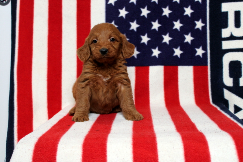 puppy, for, sale, Mini Goldendoodle F1, Matthew B. Stoltzfus, dog, breeder, Gap, PA, dog-breeder, puppy-for-sale, forsale, nearby, find, puppyfind, locator, puppylocator, aca